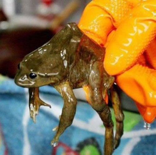 sinh tố ếch cải thiện yếu sinh lý
